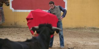 Antonio Ferrera citando a una erala de su ganadería. (FOTO: José Luis Clausell)